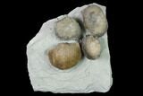Multiple Fossil Brachiopod (Hebertella) Plate - Indiana #136505-1